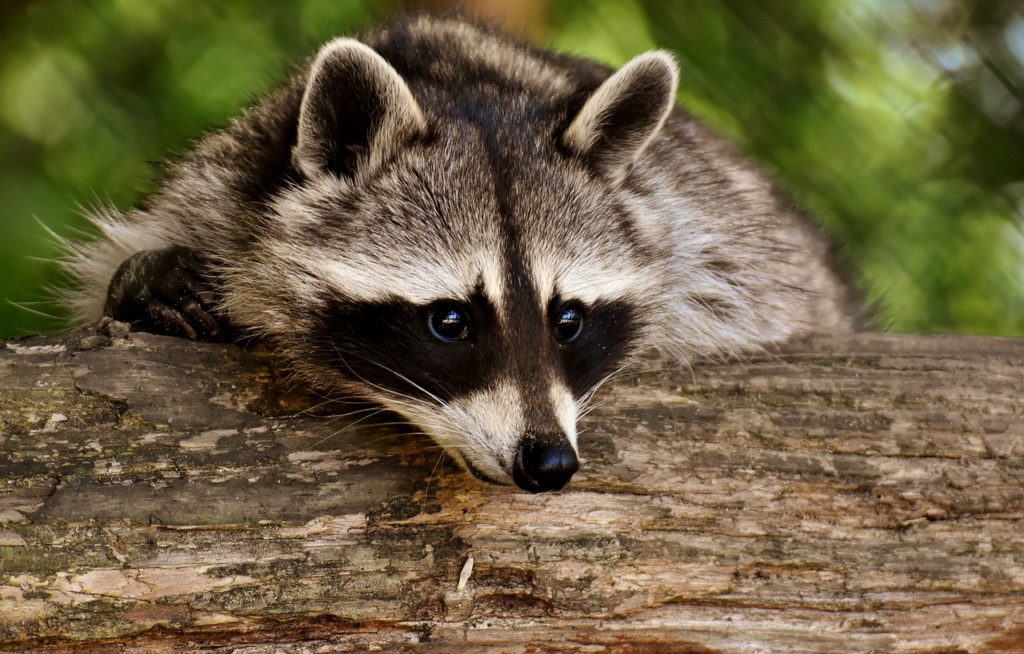 raccoon.jpg