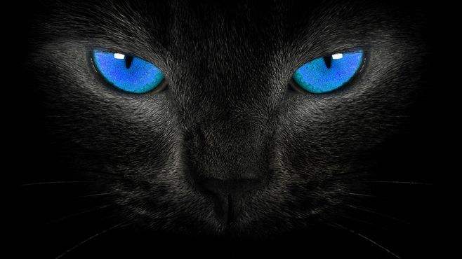黑猫.jpg