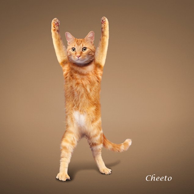 incredibleworld.net_yoga-cats-3_yoga-cats-3.jpg