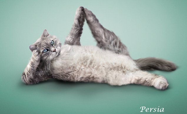 incredibleworld.net_yoga-cats-00_yoga-cats-00.jpg