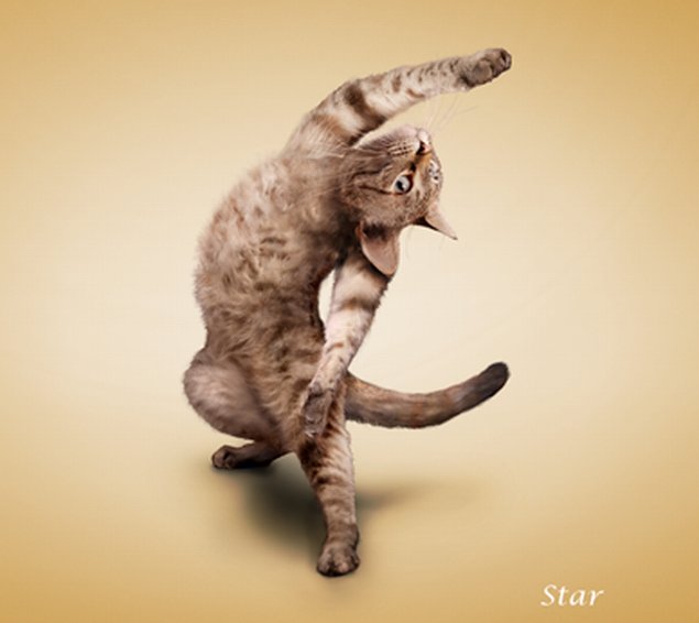 incredibleworld.net_yoga-cats-1_yoga-cats-11.jpg