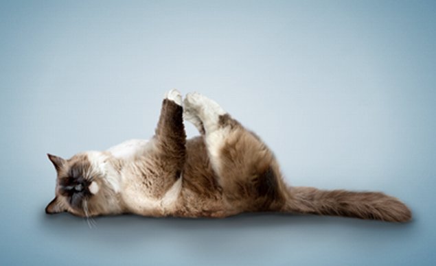 incredibleworld.net_yoga-cats-0_yoga-cats-0.jpg