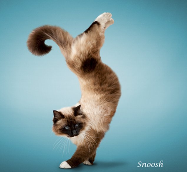 incredibleworld.net_yoga-cats-4_yoga-cats-4.jpg